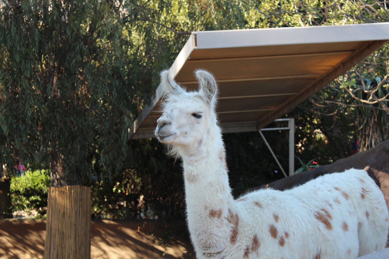 San Diego Zoo Part II 022